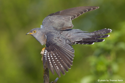 Common Cuckoo bird sound