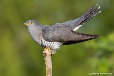 Common Cuckoo noise