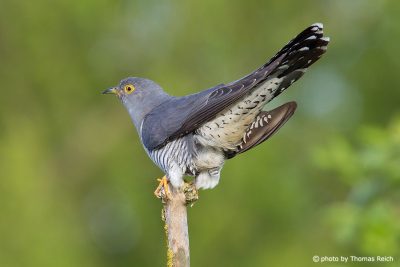 Common Cuckoo in spring time
