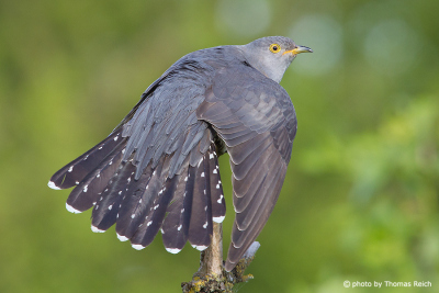 Common Cuckoo cleans plumage