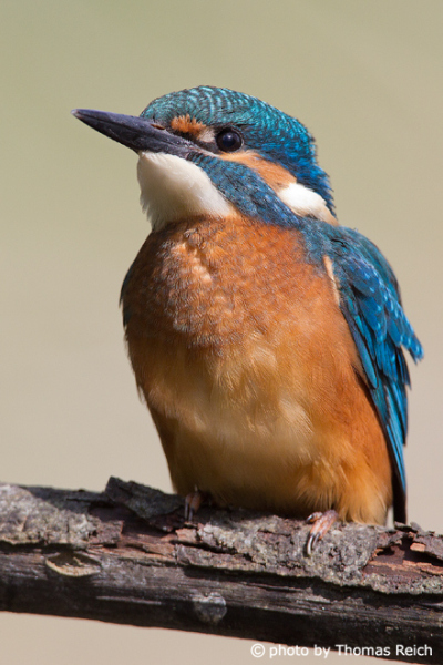 Common Kingfisher young