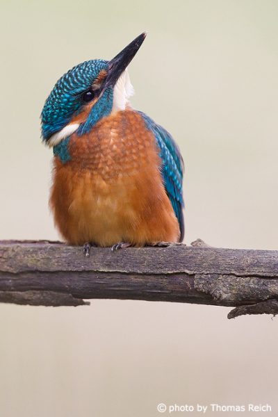 Common Kingfisher bird perching