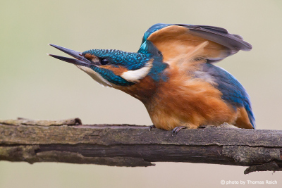 Common Kingfisher spreads wings