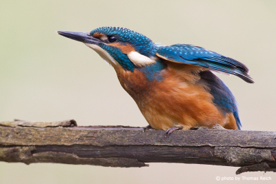 Common Kingfisher body stretch