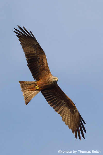 Red Kite bird wingspan