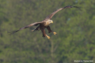White-tailed Eagle about to grasp a fish