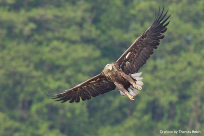 White-tailed Eagle flying in front of forest
