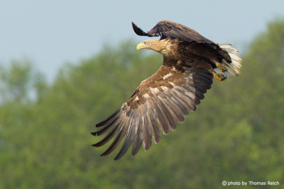 White-tailed Eagle hovering