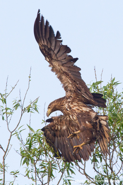 Juvenile White-tailed Eagle flight trials