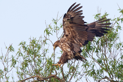 Young White-tailed eagle lands on willow branch