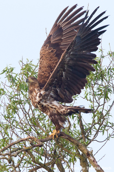 Young White-tailed Eagle flight trials