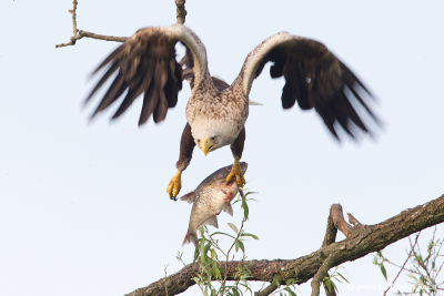Old White-tailed eagle with caught fish