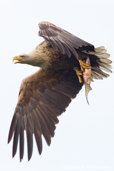 White-tailed Eagle with beak open