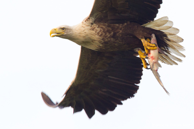 Hungry White-tailed Eagle with fish