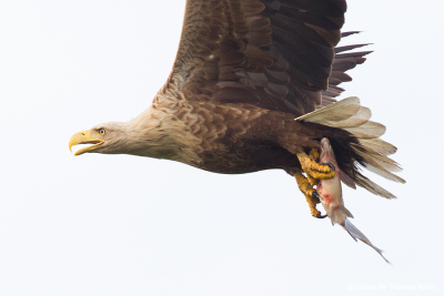 Calling White-tailed Eagle with fish in claws