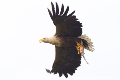 White-tailed Eagle with fish in talons
