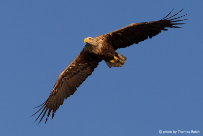 White-tailed eagle in gliding flight