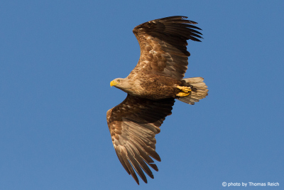 White-tailed Eagle in northern germany