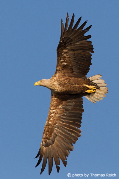 White-tailed Eagle with sunlight
