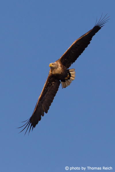 White-tailed Eagle frontal view