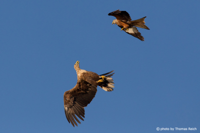 White-tailed Eagle fighting with red kite
