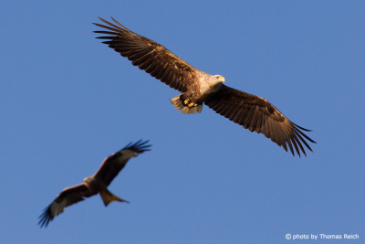 White-tailed Eagle and red kite