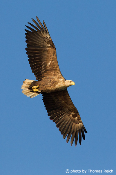 White-tailed Eagle Sightings