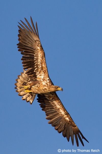 White-tailed Eagle young bird