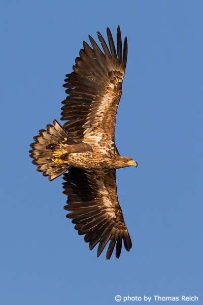 Young White-tailed Eagle underside