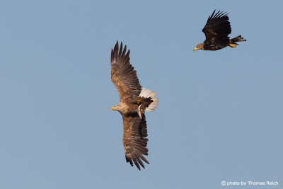 White-tailed eagle adult and juvenile bird