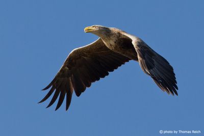 White-tailed Eagle broad wings with fingered ends