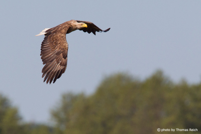 White-tailed Eagle King of sky