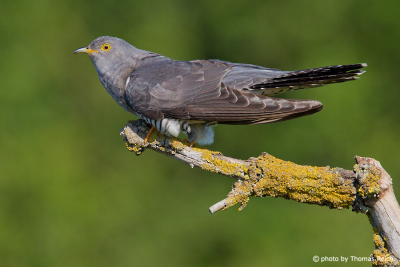 Common Cuckoo size