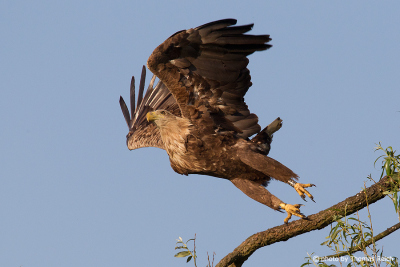 White-tailed eagle flight takeoff from branch
