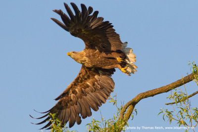White-tailed Eagle starts to fly