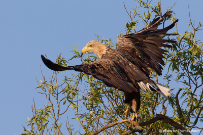 White-tailed eagle lands on willow branch