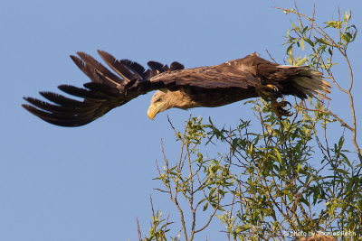 White-tailed Eagle departs