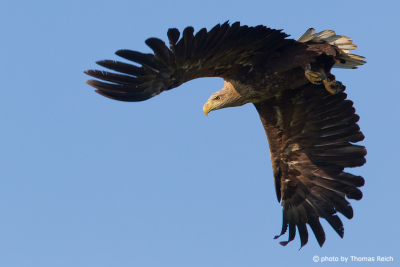 White-tailed eagle with open wings