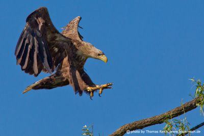 White-tailed Eagle landing on perch