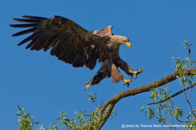 White-tailed eagle touch-down