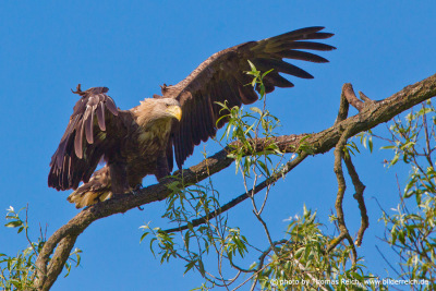 White-tailed eagle sits on willow branch