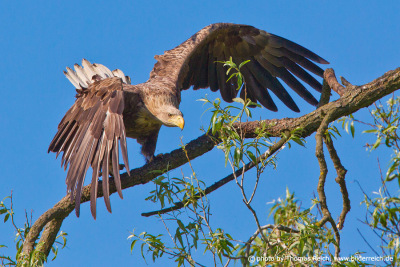 White-tailed Eagle landed in tree