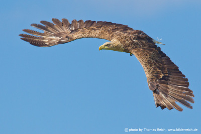 White-tailed eagle hunters of the skies