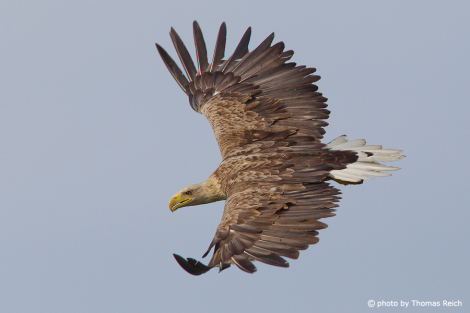 Flying White-tailed Eagle from above