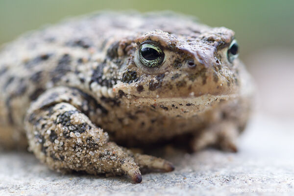 Natterjack Toad appearance