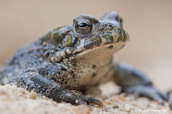 European green toad habitat