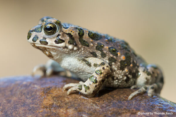 European green toad call and noise