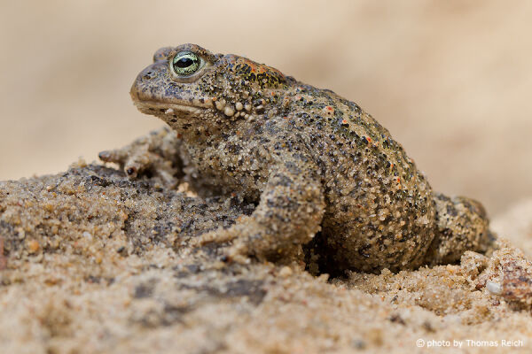 Natterjack Toad male or female