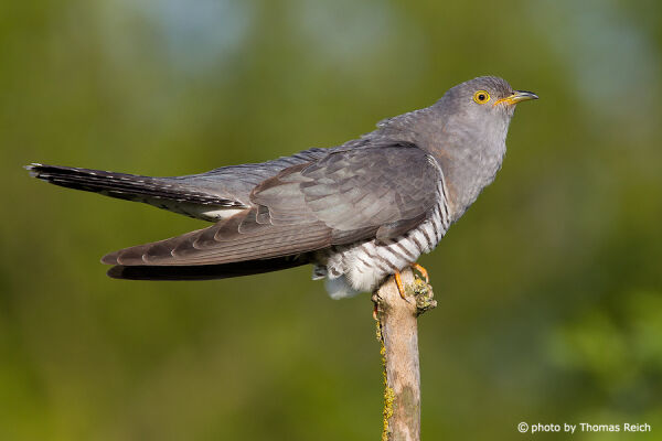 Common Cuckoo beak