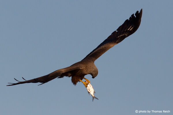 Black Kite with prey in talons